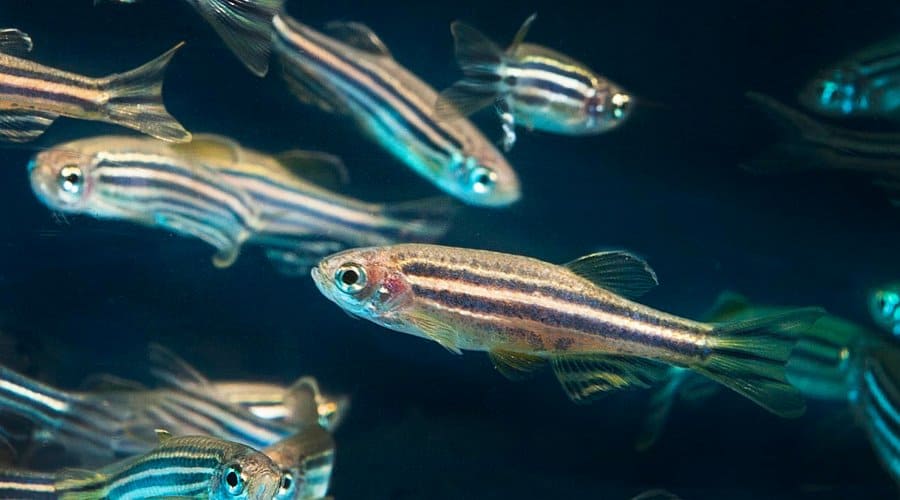 Zebrafish May Hold Key to Retina Regeneration | Eye Clinic of Austin